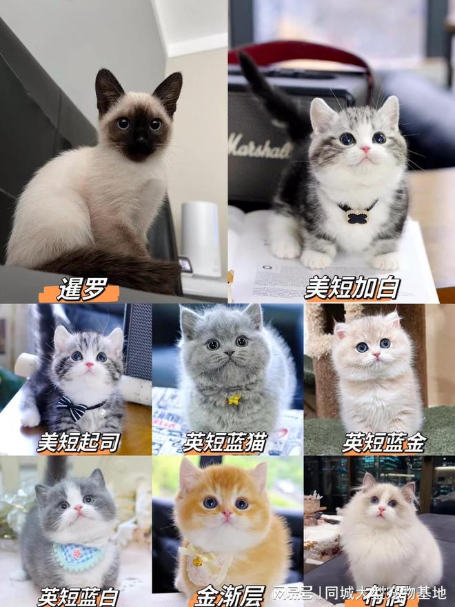 一只咸阳这里英短蓝金猫基地直销！麻将胡了咸阳买英短蓝金猫多少钱(图3)