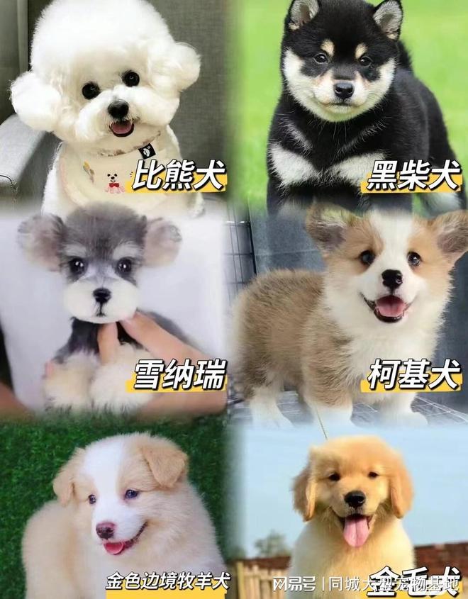 一只咸阳这里英短蓝金猫基地直销！麻将胡了咸阳买英短蓝金猫多少钱